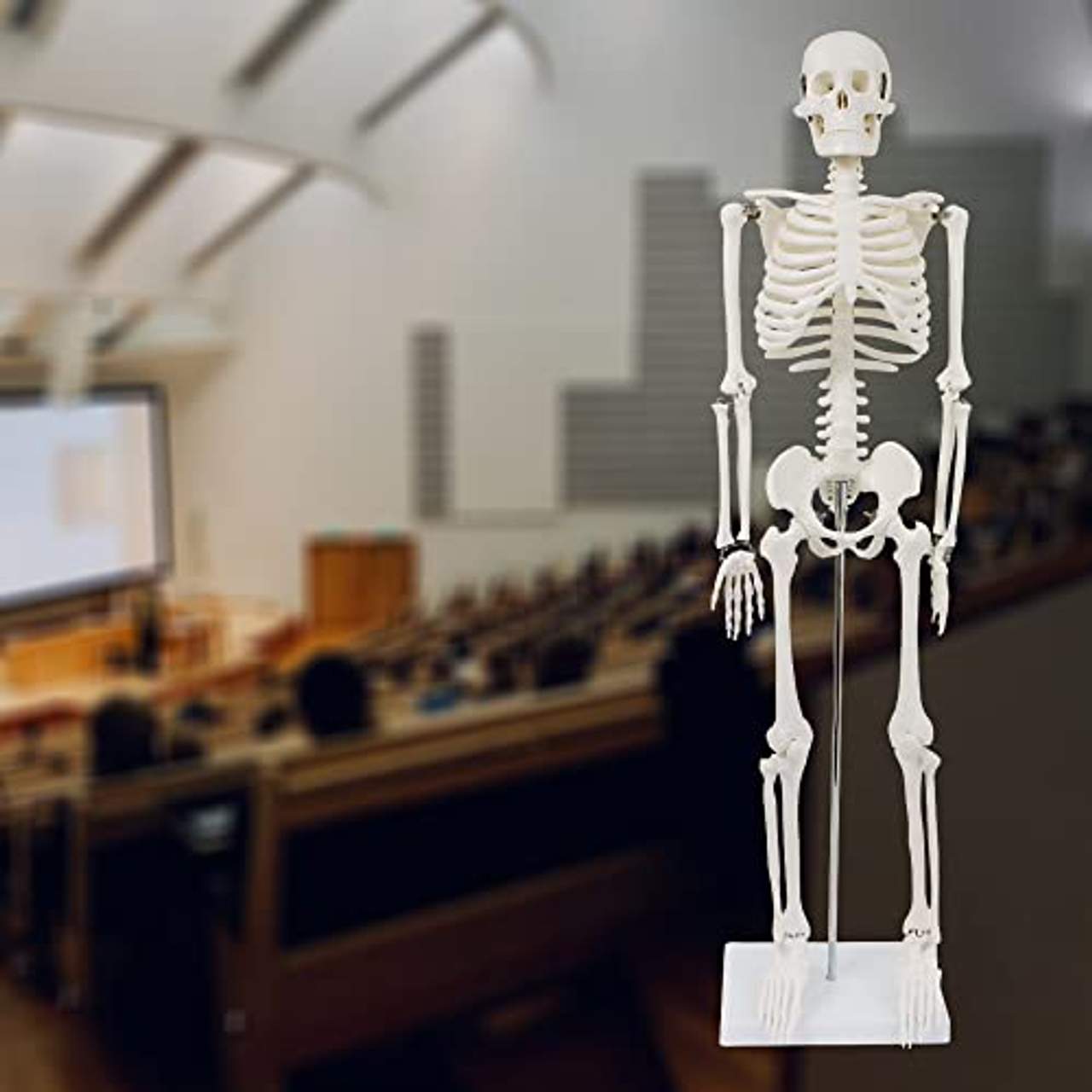 Menschliches Skelett 87cm Lernmodell