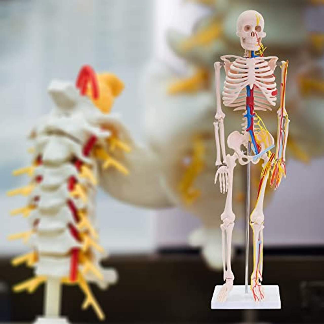 MedMod Anatomie Modell Skelett