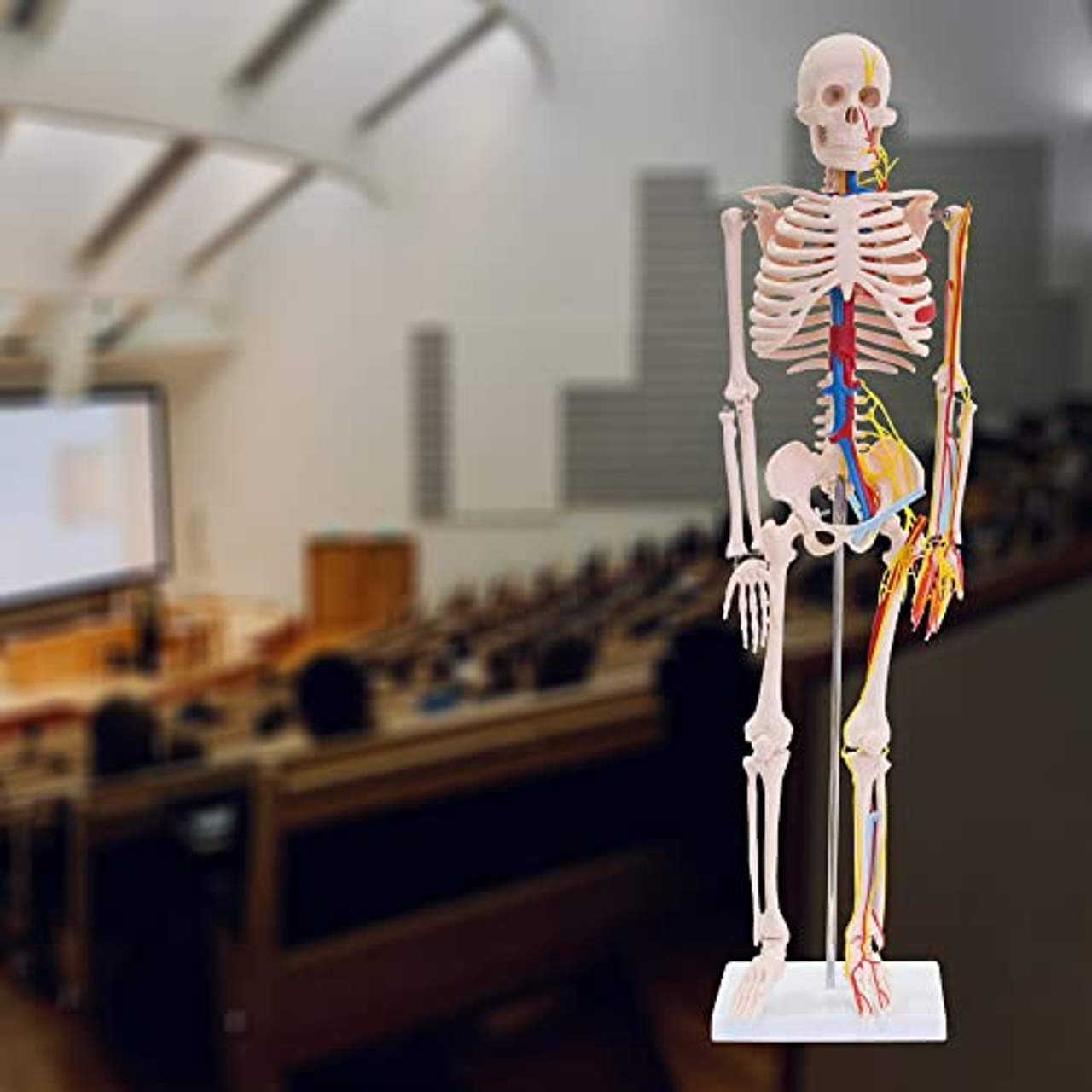 MedMod Skelett 87cm mit Nerven