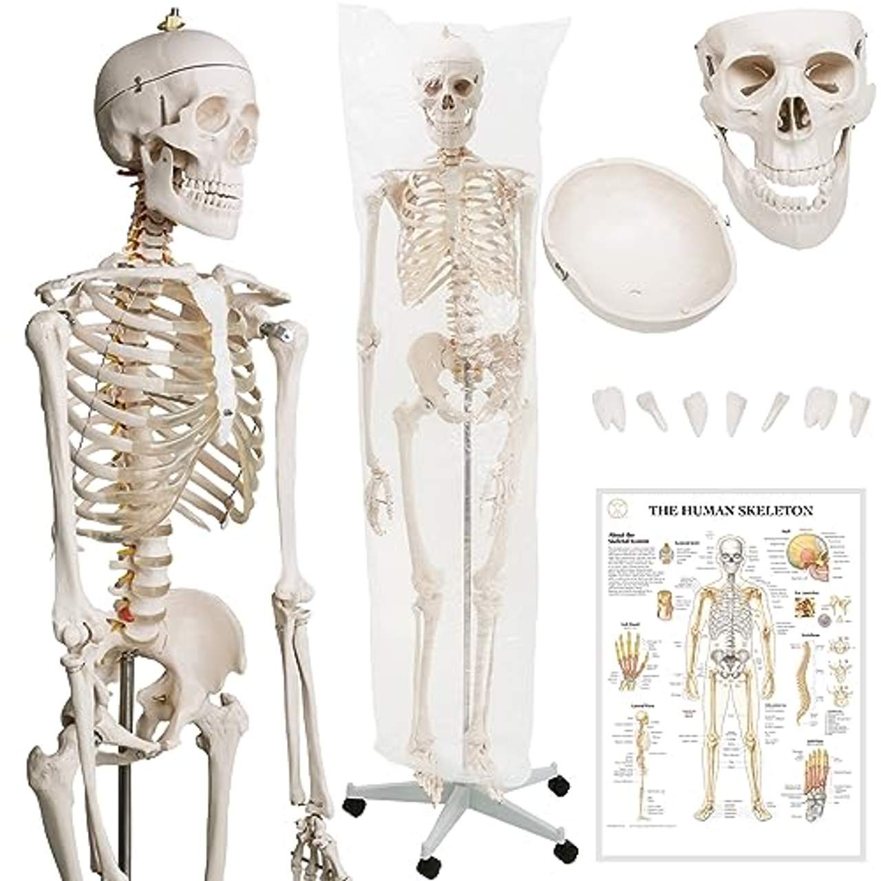 Jago Anatomisches Skelettmodell mit Ständer für Lernhilfe-Anatomie der Medizinischen Fakultät