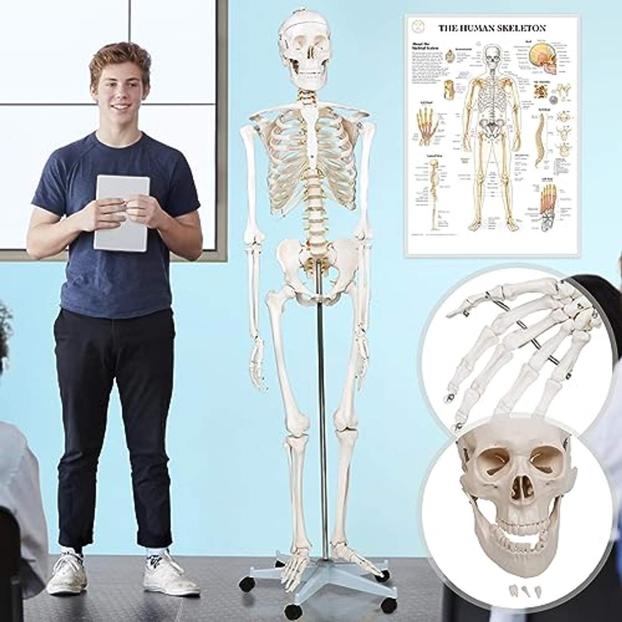 Jago Anatomisches Skelettmodell mit Ständer für Lernhilfe-Anatomie der Medizinischen Fakultät
