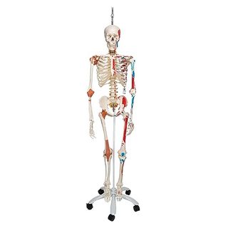3B Scientific Menschliche Anatomie Skelett Sam -mit Muskeldarstellung
