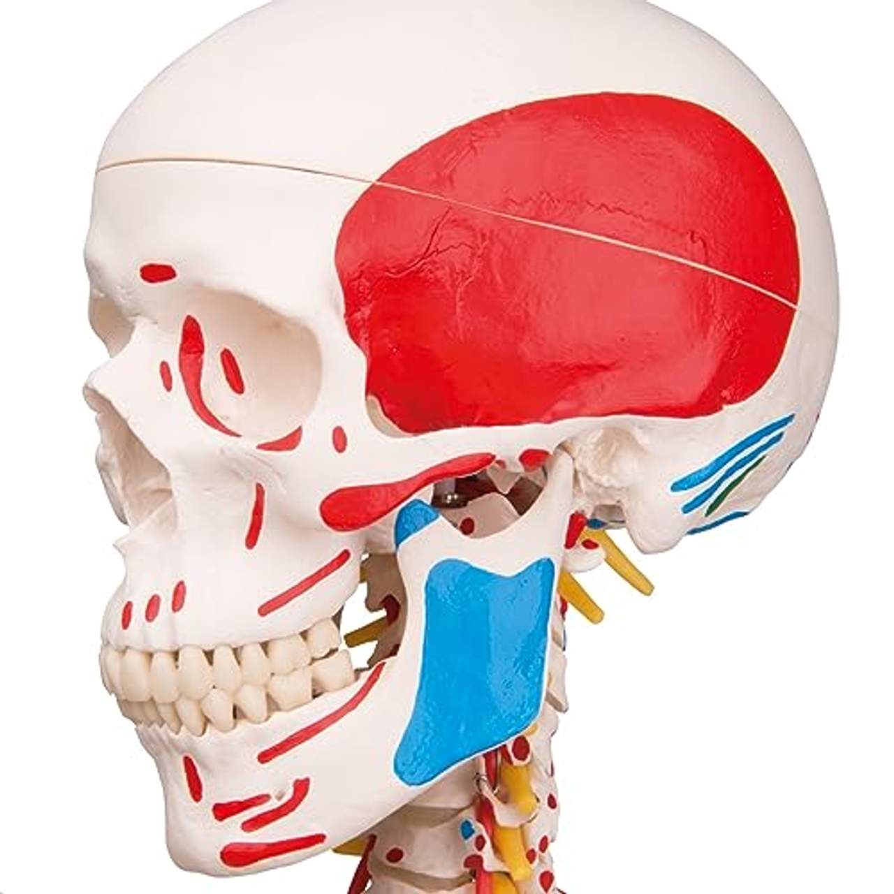 3B Scientific Menschliche Anatomie Skelett Sam -mit Muskeldarstellung