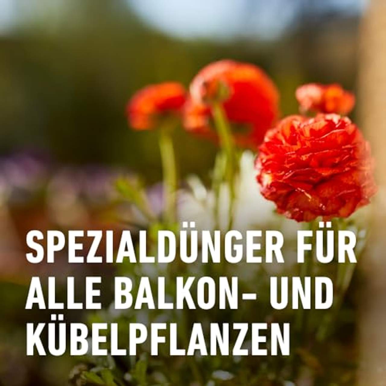 Compo Balkon- und Kübelpflanzendünger